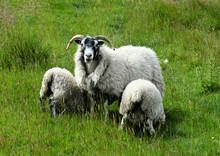 Horned Sheep With Two Lambs In Northumberland