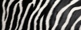 Fototapeta Konie - Zebra stripes fur texture background