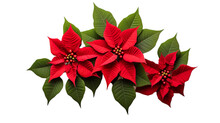 Christmas Red Poinsettia Flowers On Transparent Png Background