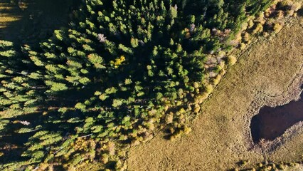 Wall Mural - a drone view of the river in the woods. an aerial view of an autumn forest. winding river among the 