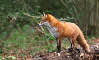 Red fox standing on fallen tree log in a forest