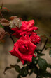 czerwona róża z kroplami wody, red roses