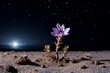 © Md Shahjahan - A resilient desert flower, Añañuca, thrives despite the arid environment, showcasing its resilience against the backdrop of the Milky Way.