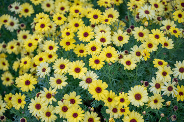 Spring time blooming and bright yellow flower in the garden during spring in Australia