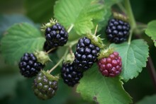 Ripe And Unripe Blackberries On A Shrub In The Garden. Generative AI
