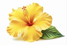 Beautiful Yellow Hibiscus. Exotic Tropical Flower With Pistil And Pollen Isolated On White Background To Brighten Up Any Design