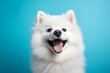 animal concept portrait of Samoyed dog color background