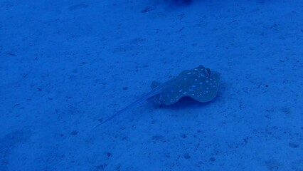 Wall Mural - Bluespotted ribbontail ray swimming close to a reef over the sand