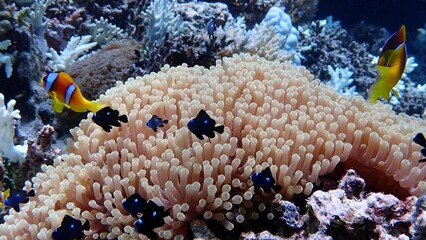 Wall Mural - Clown fish with their anemone