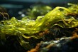 Seaweed species - bladderwrack. Generative AI