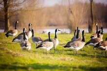 A Group Of Geese Standing On A Lush Green Field