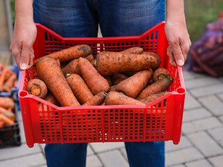 Wall Mural - A woman holding a crate full of orange carrots