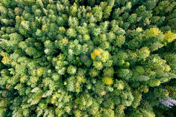 Wall Mural - Aerial view of green pine forest with dark spruce trees. Nothern woodland scenery from above