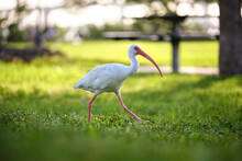 White Ibis Wild Bird, Also Known As Great Egret Or Heron Walking On Grass In Town Park In Summer