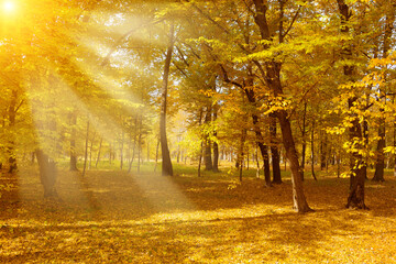 Wall Mural - Bright sunlight in autumn park.