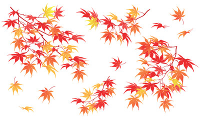 autumn branch on a white background. the time of leaf fall. the red leaves of the japanese maple fal