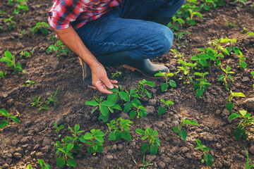 Wall Mural - soybean sprouts on the field growing in the hands of a farmer. Selective focus.