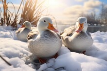 Ducks Are Standing In The Snow Near The Pond