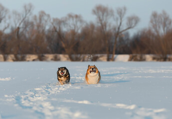 Sticker - two cute dog friends have fun running through white clean snowdrifts in winter park