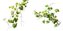 Png Set A Climbing Vine Plant Isolated On A Transparent Background With A Clipping Path