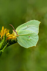 Macro shots, Beautiful nature scene. Closeup beautiful butterfly sitting on the flower in a summer garden.