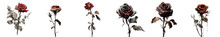 Png Set Black And White Dried Rose On Transparent Background