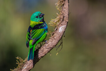 Wall Mural - Green-headed Tanager (Tangara seledon) 