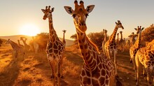 Group Of Giraffes In The Savanna Of Namibia At Sunset