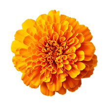 Beautiful Yellow Marigold Flower Isolated On Transparent Background, Generative Ai