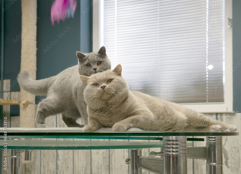 Тwo british shorthair cats playing and hanging out on a table in front ...