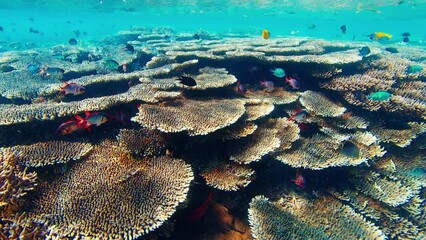 Wall Mural - Healthy coral reef underwater in Komodo National Park in Indonesia. Camera slowly moves underwater over the colourful reef with a lot of healthy corals and fish