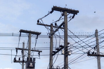 A lot of sparrows on the electric cable blue sky background