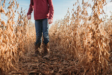 Lower Half Of Child Wearing Cowboy Boots Between Rows Of Soybean