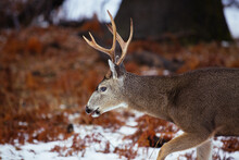 A Male Deer Seen During Winter In Yellowstone National Park.