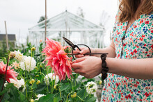Womans Hands Using Scissors To Cut Her Dahlias At Home