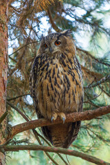 owl in the tree