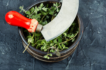 Wall Mural - Fresh marjoram leaves on the table.