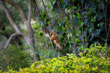 Australian Ringtail Possum Sitting On A Thin Branch Of A Tree