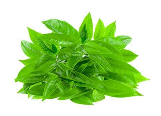 Wall Mural - tea leaf isolated on transparent png