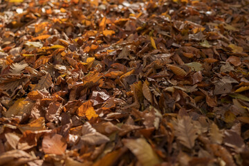Wall Mural - Dry fallen autumn leaves on a ground in a forest