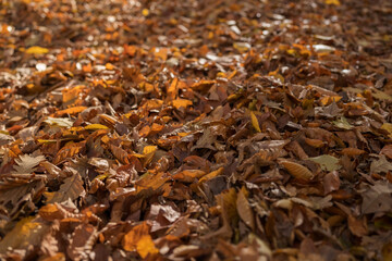 Wall Mural - Dry fallen autumn leaves on a ground in a forest