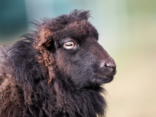 Wall Mural - Close up portrait of female ouessant sheep