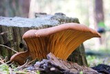 Fototapeta  - Close up of mushroom Tapinella atrotomentosa, commonly known as the velvet roll-rim or velvet-footed pax in forest