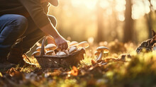 People Picking Up Mushrooms In The Wood With A Basket , Man Harvesting Wild Mushroom In Autumn