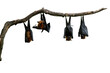 Bats hanging upside down isolated on white background