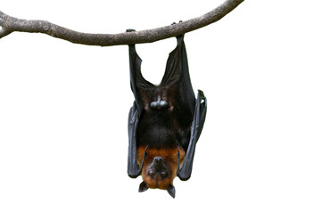 Wall Mural - Bat hanging upside down isolated on white background