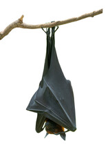 Canvas Print - Bat hanging upside down isolated on white background