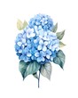 Bouquet of blue hortensia flowers isolated on white background in watercolor style.