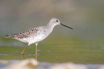 The marsh sandpiper (Tringa stagnatilis) small wader or shorebird in the pond. 