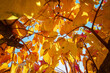 albero da frutto in autunno dorato